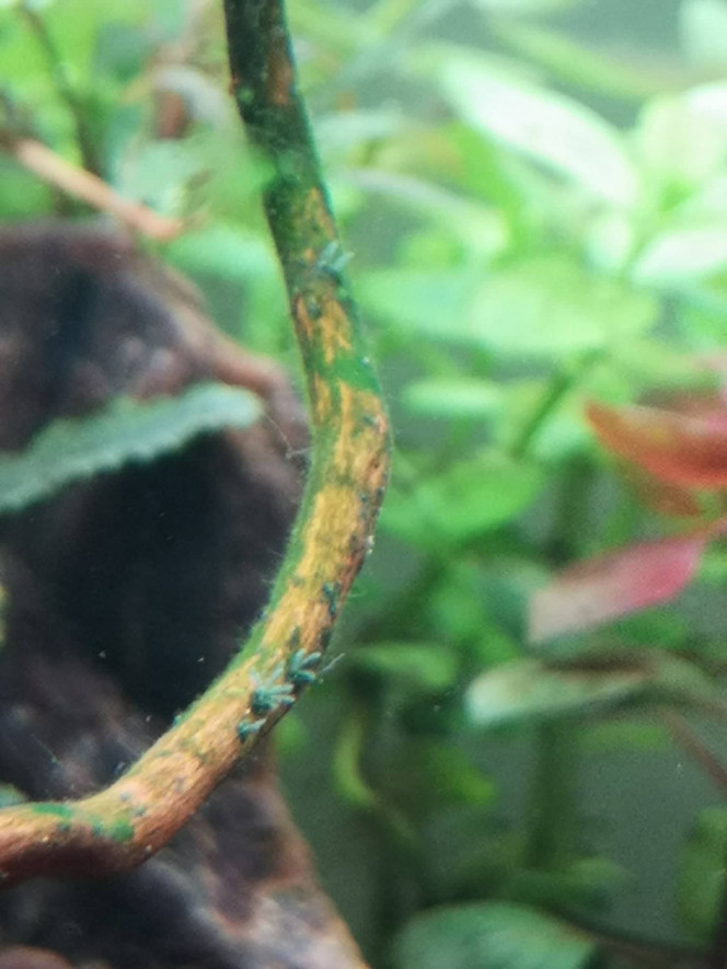 Photographie du post de Wakame 