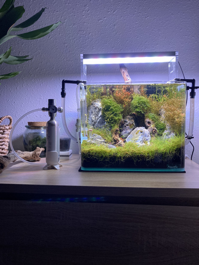  Après une bonne coupe des plantes, ajout fond noir ( test pour faire ressortir les couleurs ) et nouvelle rampe led.