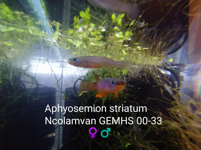 005 Aphyosemion striatum
Ncolamvan GEMHS 00-33
♀️♂️