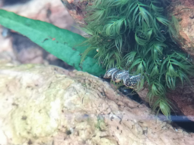 Photographie du post de Wakame 