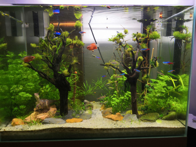  Première taille des plantes et remplacement des galets par pierres.  Les chuna sont de moins en moins timides !