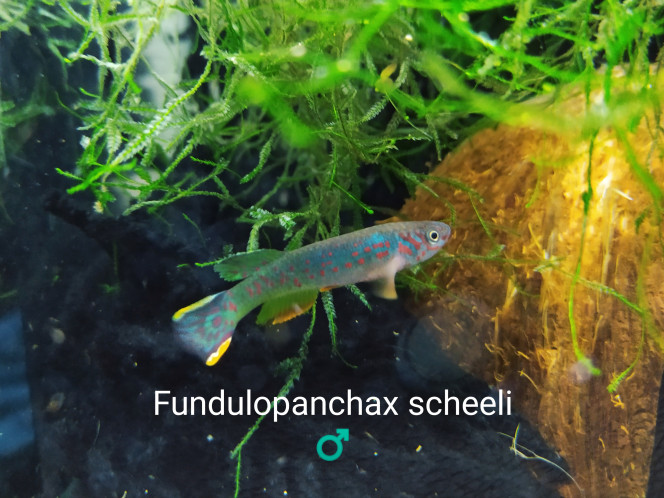 009 Fundulopanchax scheeli
♂️