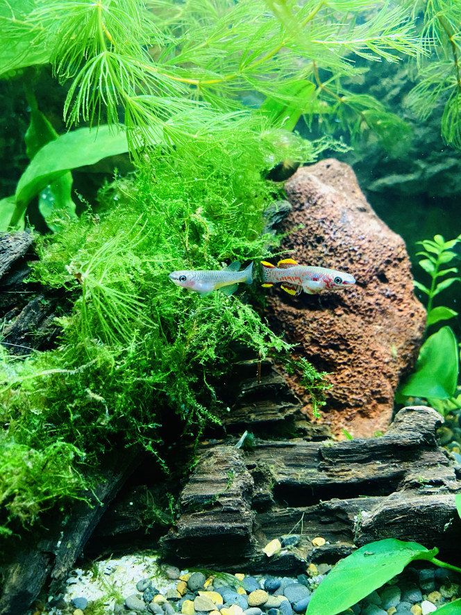 Couple Fundulopanchax gardneri 