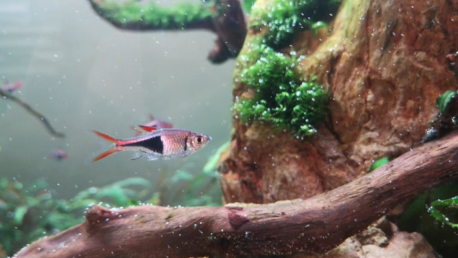 Photographie du post de Wakame 