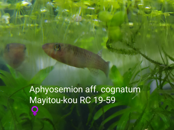 010 Aphyosemion aff. cognatum
Mayitou-kou RC 19-59
♀️