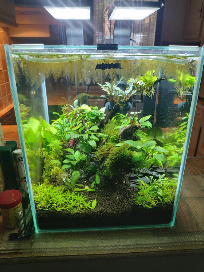 Beta Très content d'être passé d'un aquarium standard 20L à un cubique 30L
Ajout de bucephalandra et de cryptocoryne parva et une racine 
Même si le cycle de l'azote était déjà fait j'ai préféré attendre 2 semaines pour être sur afin de garantir la sécurité de mon beta