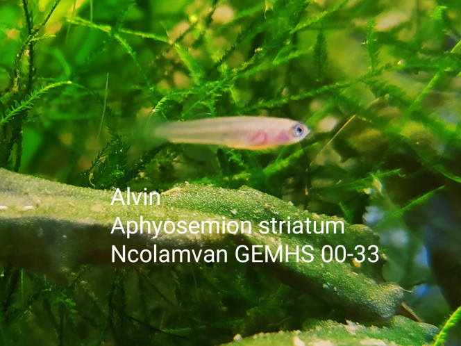 001 Alvin
Aphyosemion striatum
Ncolamvan GEMHS 00-33