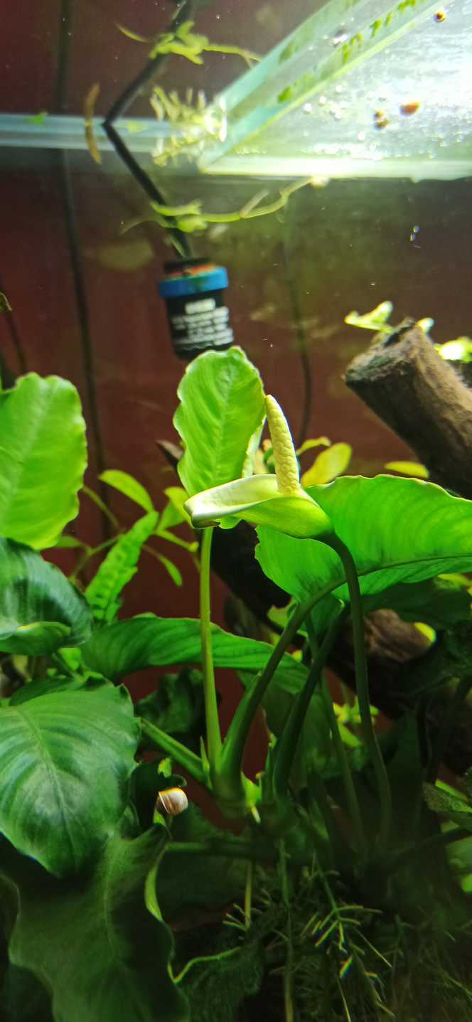 Fleur d'Anubias Caladifolia 