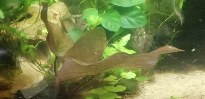 Photographie du post de Aquagarden83 
