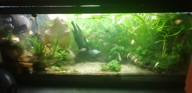 Photographie du post de Aquagarden83 