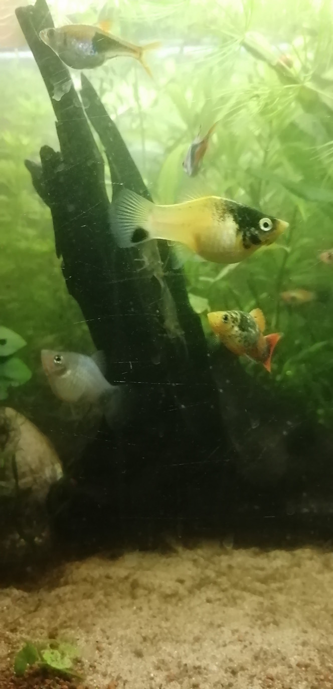 Photographie du post de Aquagarden83 
