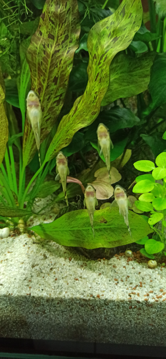 Kuhlis et Otocinclus Nouveaux arrivants dans le 1000 : 12 Pangio Kuhli, 8 Otocinclus Affinis et 1 Atya Gabonensis.
Exceptionnellement, je n'ai pas ajouté de cachettes pour les Kuhlis car j'estime que le bac est suffisamment fournis en amas de racines (Anubias, Bolbitis), de bois et de pierres. D'ailleurs, ils sont absolument invisibles. A priori, ils apprécient le changement : bac moins éclairé, blindé de plantes diverses, racines en tous genres.
Quant aux Otocinclus, ils viennent d'arriver au paradis! Des plantes à grandes feuilles partout  ! Autant ils se cachaient dans le 300, autant là ils se montrent bien volontiers.
L'Atya est restée égale à elle-même et sort en pleine vue à l'heure du casse-croûte pour avoir sa part dès que la lumière s'éteint.