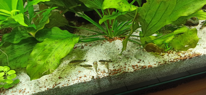 Kuhlis et Otocinclus Nouveaux arrivants dans le 1000 : 12 Pangio Kuhli, 8 Otocinclus Affinis et 1 Atya Gabonensis.
Exceptionnellement, je n'ai pas ajouté de cachettes pour les Kuhlis car j'estime que le bac est suffisamment fournis en amas de racines (Anubias, Bolbitis), de bois et de pierres. D'ailleurs, ils sont absolument invisibles. A priori, ils apprécient le changement : bac moins éclairé, blindé de plantes diverses, racines en tous genres.
Quant aux Otocinclus, ils viennent d'arriver au paradis! Des plantes à grandes feuilles partout  ! Autant ils se cachaient dans le 300, autant là ils se montrent bien volontiers.
L'Atya est restée égale à elle-même et sort en pleine vue à l'heure du casse-croûte pour avoir sa part dès que la lumière s'éteint.