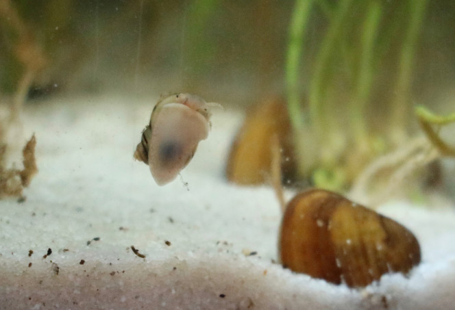 mon chouchou de l'aquarium Je ne le regrette vraiment pas ! c'est un petit escargot sympa, il passe son temps à vadrouiller et fait les 4 coins de l'aquarium.