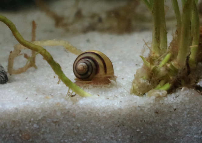 mon chouchou de l'aquarium Je ne le regrette vraiment pas ! c'est un petit escargot sympa, il passe son temps à vadrouiller et fait les 4 coins de l'aquarium.