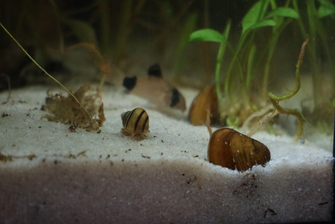 mon chouchou de l'aquarium Je ne le regrette vraiment pas ! c'est un petit escargot sympa, il passe son temps à vadrouiller et fait les 4 coins de l'aquarium.