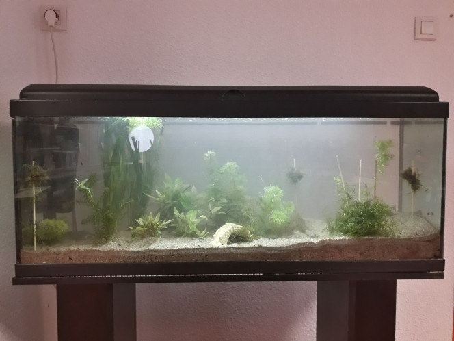 Ajout de plantes Un peu trouble après ajout de vallisneria, d un lotus zenkeri, de mousse antipyretica (sous le pont, histoire qu elle ne vadrouille pas trop), d une petite crypto petchii et de mousse de java (sur les pics à brochette). Par contre, la plante à droite de la vallisneria, je l identifie comme une hygrophila, vous êtes d accord ou c est autre chose ?
