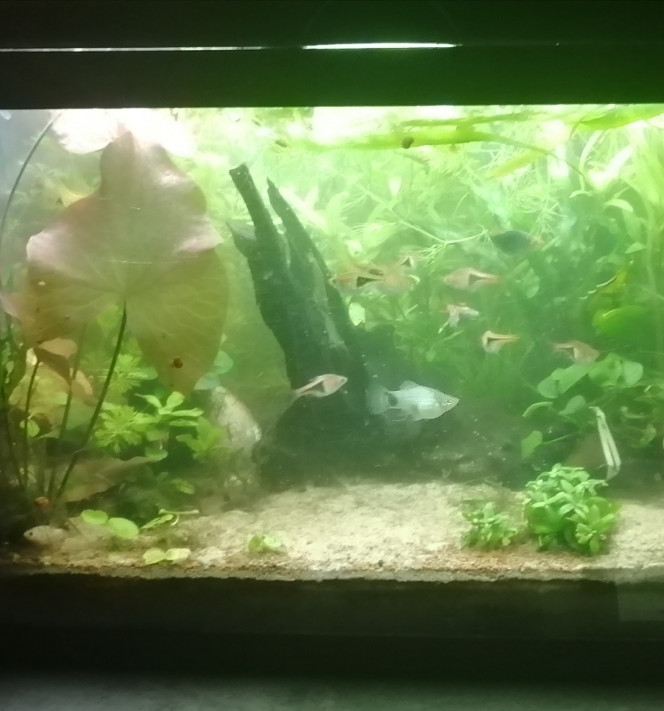 Photographie du post de Aquagarden83 