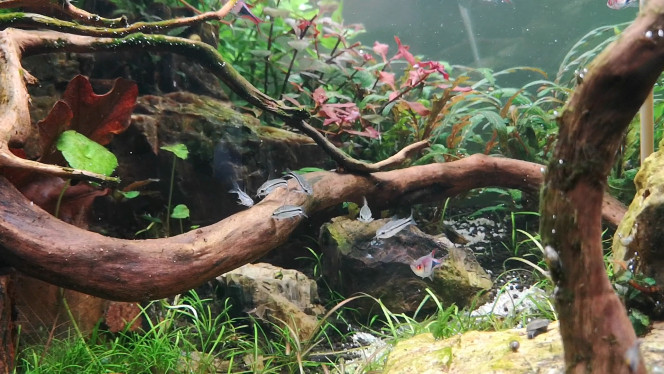 Photographie du post de Wakame 