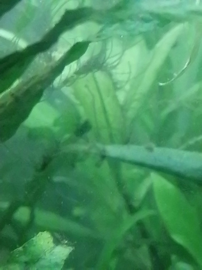 Photographie du post de Aquagarden83 