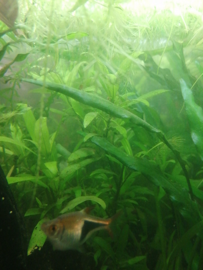 Photographie du post de Aquagarden83 
