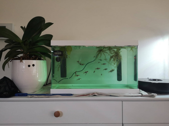 Photographie du post de Wakame 