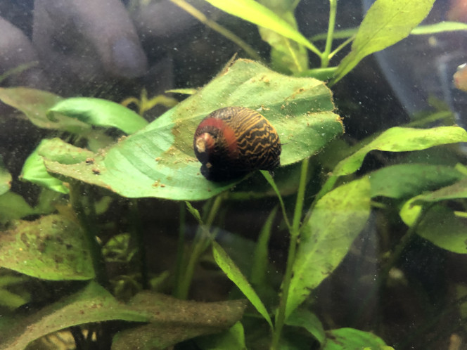 Nerite Ma nerite de waigiou est réapparue ! L’autre je l’ai jamais revue ? et j ai mis un tylomenia orange