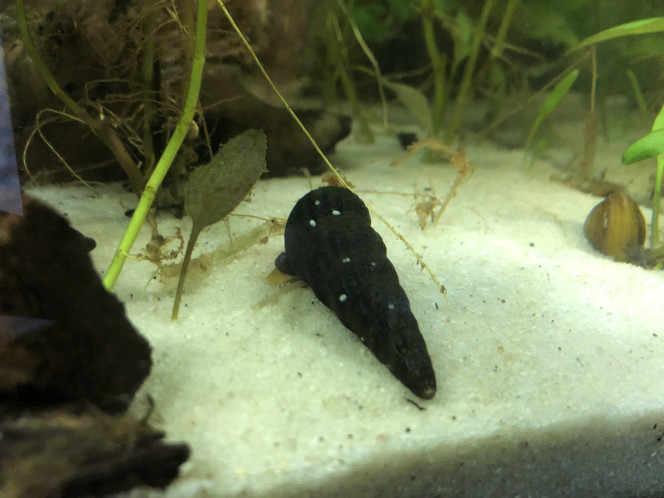 Tylomelania Ma nerite de waigiou est réapparue ! L’autre je l’ai jamais revue ? et j ai mis un tylomenia orange