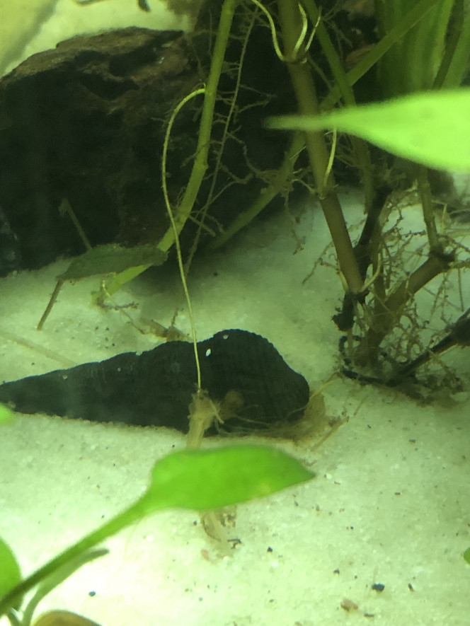 Tylomelania Ma nerite de waigiou est réapparue ! L’autre je l’ai jamais revue ? et j ai mis un tylomenia orange