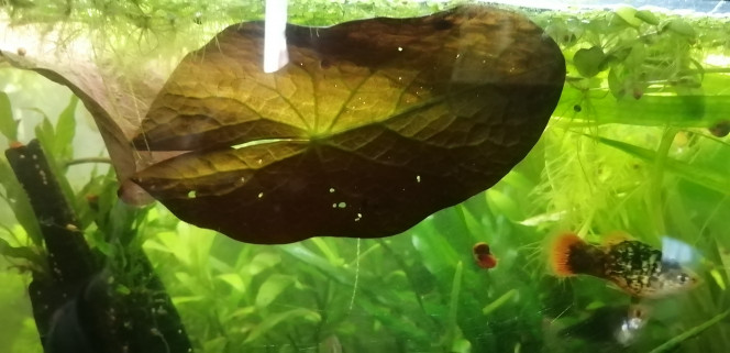Photographie du post de Aquagarden83 