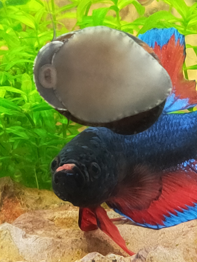 Mon betta a retrouvé son poto le Neritina ? 