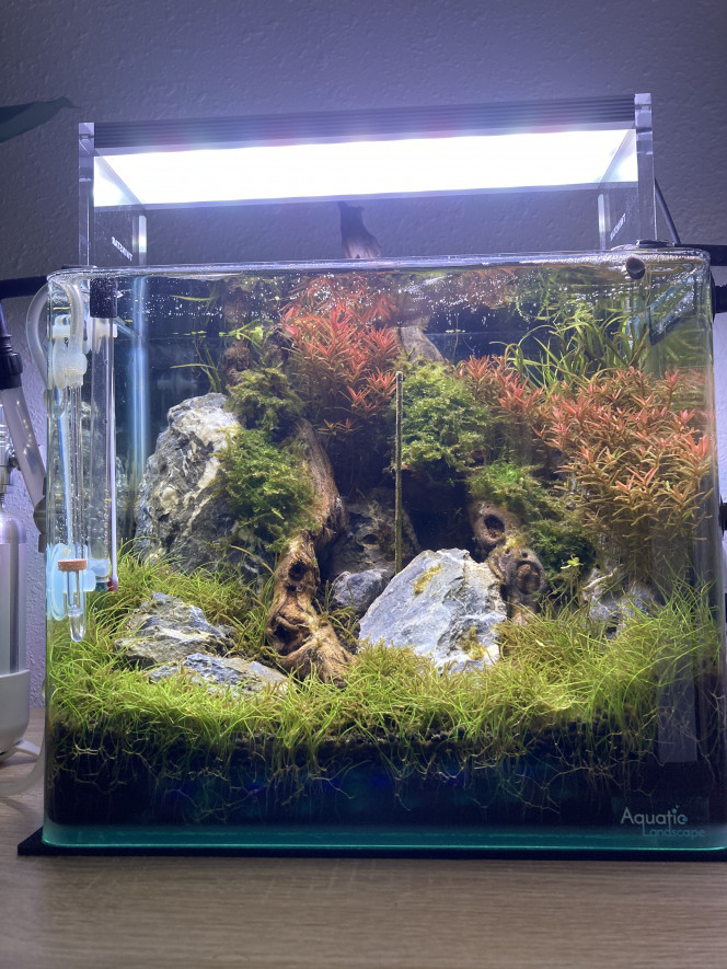  Le nano toujours en pleine évolution. 
Les diatomées disparaissent petit à petit avec une bonne coupe de toutes les plantes attaquées comme la vesicularia montagnei ou les eleocaris. 
Les rotalas commencent à prendre un rouge magnifique et les crevettes se multiplient ( si des montpelliérains sont intéressés je pense en vendre en mains propres d'ici quelques temps ) 
Bon dimanche à tous.