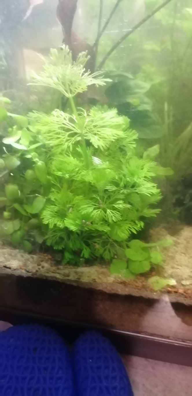 Photographie du post de Aquagarden83 