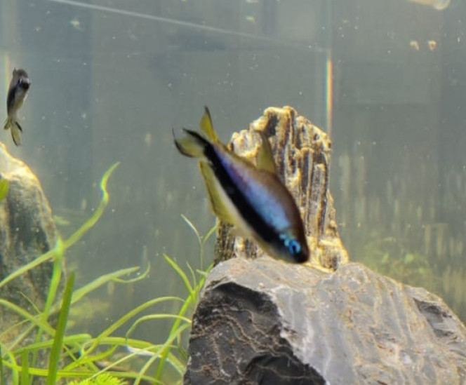  Arrivée des premiers occupants: un "clan" d'empereur... 9 +1 bonus: un alevin d'à peine 1 cm. Issu repro particulier qui change de popu dans ses aquariums.