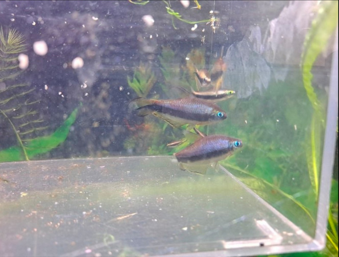  Arrivée des premiers occupants: un "clan" d'empereur... 9 +1 bonus: un alevin d'à peine 1 cm. Issu repro particulier qui change de popu dans ses aquariums.