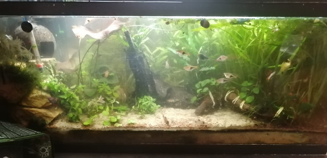 Photographie du post de Aquagarden83 