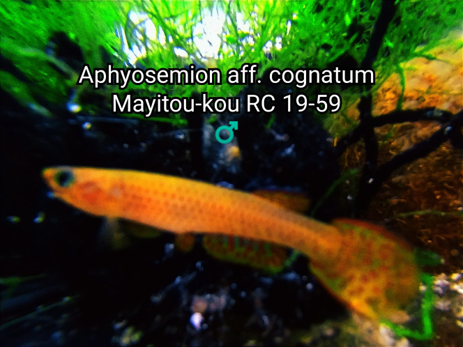 010 Aphyosemion aff. cognatum
Mayitou-kou RC 19-59
♂️