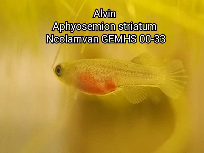 001 Alvin 
Aphyosemion striatum 
Ncolamvan GEMHS 00-33