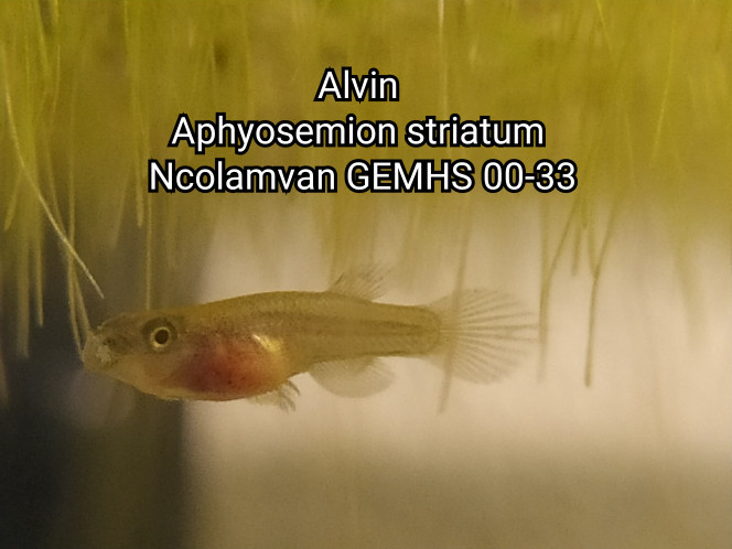 001 Alvin 
Aphyosemion striatum 
Ncolamvan GEMHS 00-33

En train de manger
