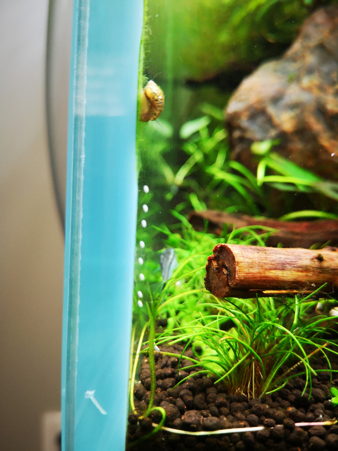 Photographie du post de Wakame 