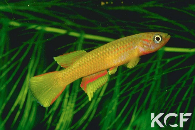 Aphyosemion aureum Photo du KCF