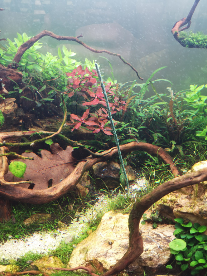 Photographie du post de Wakame 