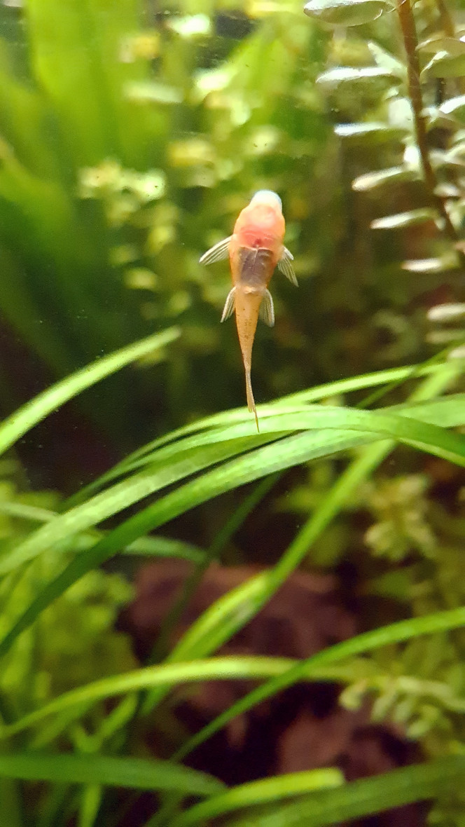 Ancistrus Red Ajout de 3 ancistrus red, pas trop red du tout  pour l'instant ?