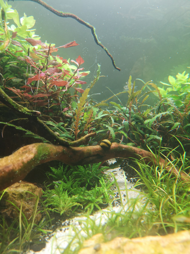Photographie du post de Wakame 