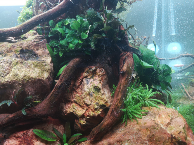 Photographie du post de Wakame 