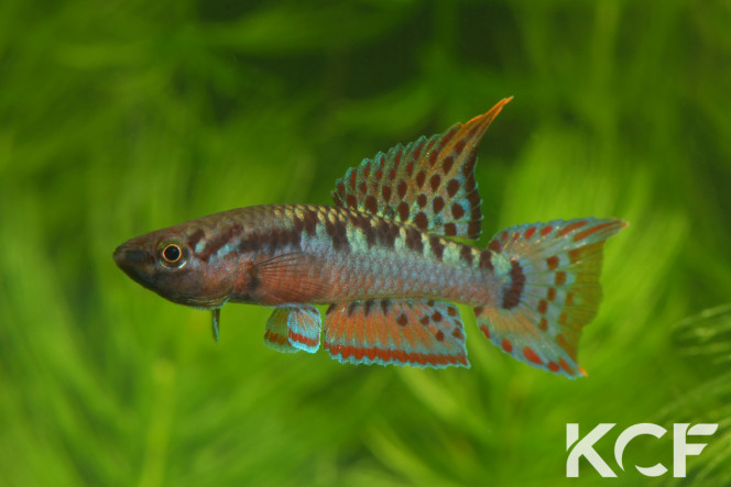 028 Souhait Aphyo. Chromaphyosemion bivittatum Photo du KCF