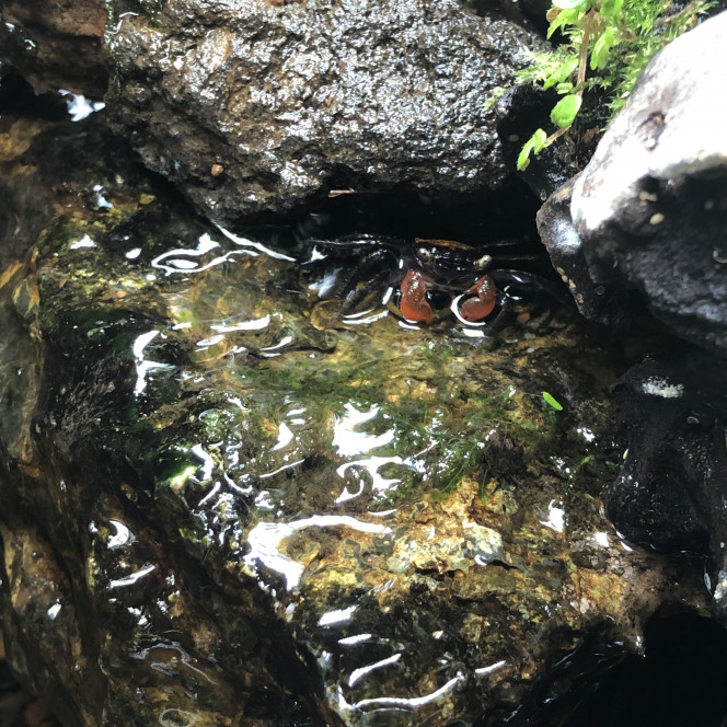 Les crabes sont de sortie 