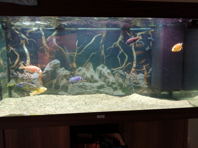 Notre aquarium de Cichlides 