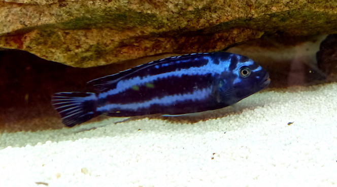 Pseudotropheus Cyaneorhabdos "Maingano" 