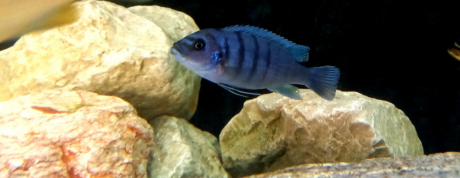 Cynotilapia sp Hara 